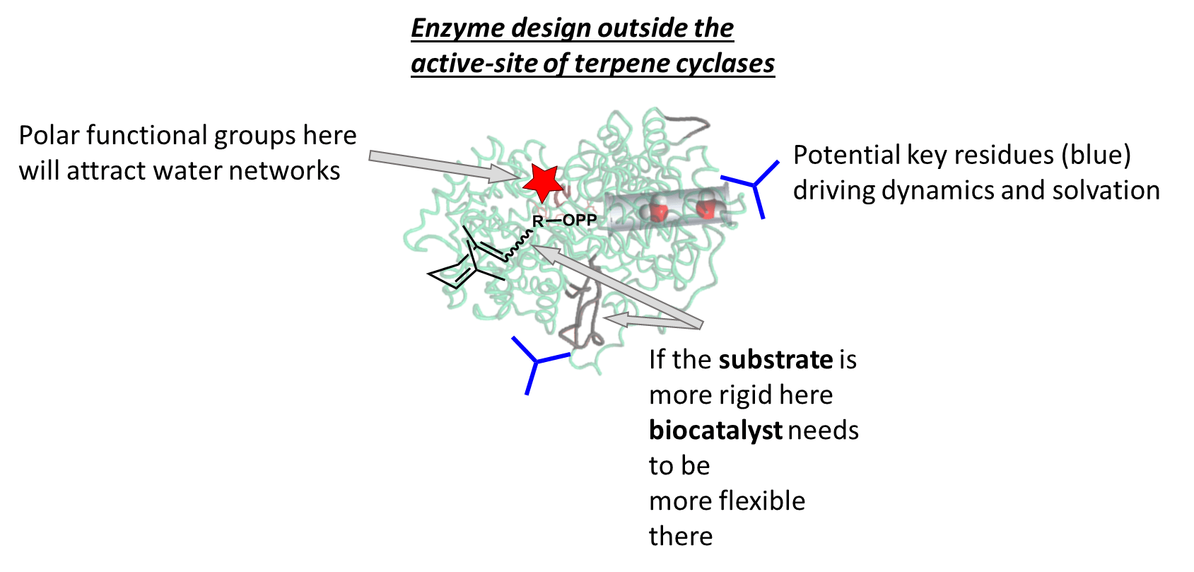 enzyme design