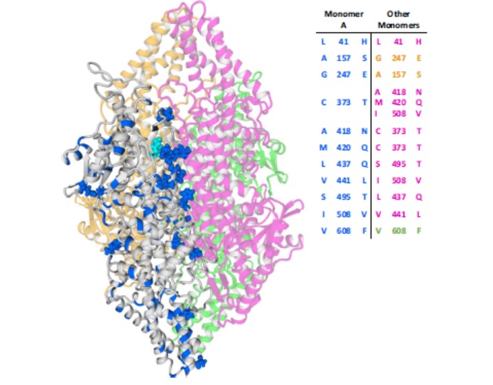 TOC Ancestral ammonia lyases