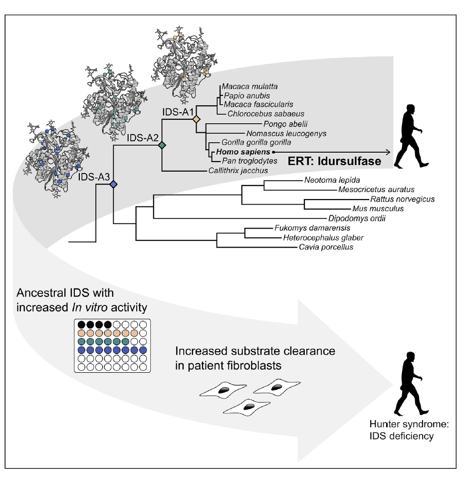 Ancestral lysosomal enzyme TOC